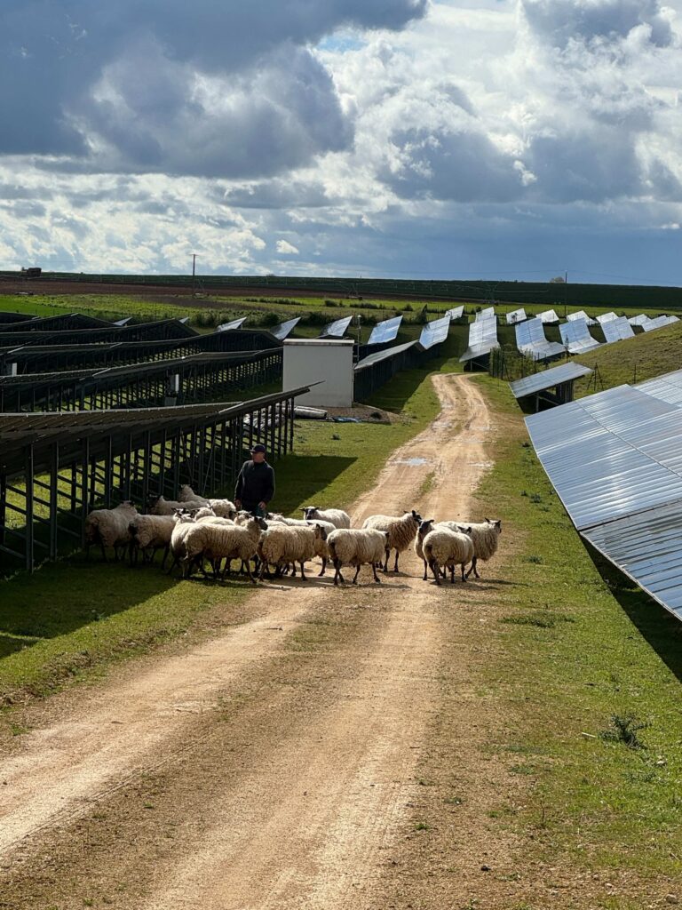 pâturage des moutons à l'ombre des panneaux, amélioration de leur bien-être et développement de la biodiversité sur la centrale de Baignolet
