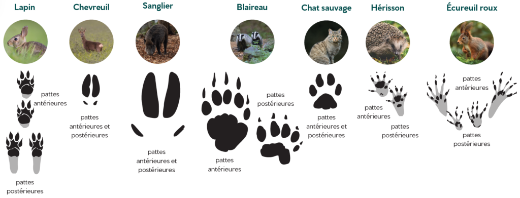 Présentation des mammifères pouvant être observés sur la centrale de Baignolet sur la commune d'Eole-en-Beauce